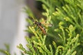 Macro detail close up of a wasp sitting on a leaf of a Thuja plant in sunlight, Germany Royalty Free Stock Photo