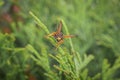 Macro detail close up of a wasp sitting on a leaf of a Thuja plant in sunlight, Germany Royalty Free Stock Photo