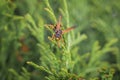 Macro detail close up of a wasp sitting on a leaf of a Thuja plant in sunlight, Germany Royalty Free Stock Photo