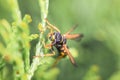 Macro detail close up of a wasp sitting on a leaf of a Thuja plant in sunlight, Germany Royalty Free Stock Photo