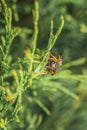 Macro detail close up of a wasp sitting on a leaf of a Thuja plant in sunlight, Germany Royalty Free Stock Photo