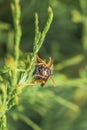 Macro detail close up of a wasp sitting on a leaf of a Thuja plant in sunlight, Germany Royalty Free Stock Photo