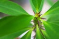 Macro detail of a colored tropical plant