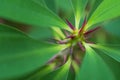 Macro detail of a colored tropical plant