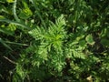 Ragweed Royalty Free Stock Photo