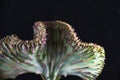 Coral cactus Eurphorbia Lactea Crest isolated over black Royalty Free Stock Photo