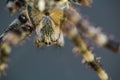 Macro detail of Cross spider, araneus diadematus head. Live animal