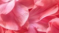 Macro detail of cyclamen petals