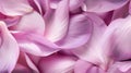 Macro detail of cyclamen petals