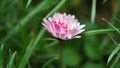 Colorful Daisy Flower in Bloom