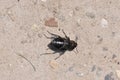 Dead beetle