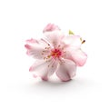 macro detail of cherry blossom flower petals isolated on white background