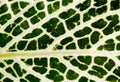 Macro detail of Fittonia leaf.