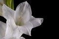 Macro detail of the flowers of a white gladiolus isolated on black Royalty Free Stock Photo