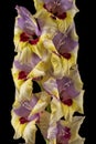 Macro detail of the flowers of a yellow pink and red gladiolus isolated on black Royalty Free Stock Photo