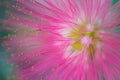 Macro detail of a fluorescent pink tropical flower