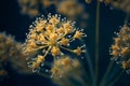 Macro detail of a giant fennel flower with unfocused background