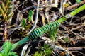 macro detail green caterpillar on green stem of plant. nature seen up close Royalty Free Stock Photo