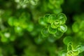 Macro detail of a green ground tropical plant