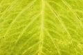Macro detail of the green leaf of a hydrangea plant