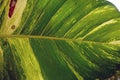 Macro detail of green leaf texture Royalty Free Stock Photo