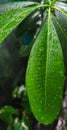 Macro Detail of Green Leaf with Water Droplets Royalty Free Stock Photo