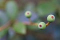 Macro detail of green and purple berries of a tropical plant Royalty Free Stock Photo