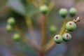 Macro detail of green and purple berries of a tropical plant