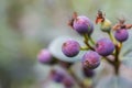 Macro detail of green and purple berries of a tropical plant Royalty Free Stock Photo