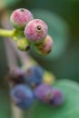 Macro detail of green and purple berries of a tropical plant Royalty Free Stock Photo