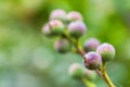 Macro detail of green and purple berries of a tropical plant