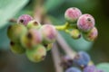 Macro detail of green and purple berries of a tropical plant Royalty Free Stock Photo