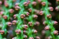 Macro detail of a green tropical plant