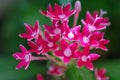 Macro detail of a group of little pink flowers