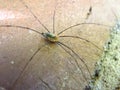 Macro Detail of Harvestman Spider Sitting on Brick Wall