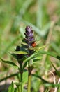 Ladybug on wild flower Royalty Free Stock Photo