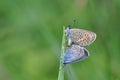 Large Blue Butterfly having sex Royalty Free Stock Photo