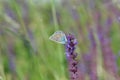 Large Blue Butterfly Royalty Free Stock Photo