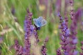 Large Blue Butterfly Royalty Free Stock Photo