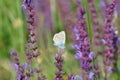 Large Blue Butterfly Royalty Free Stock Photo