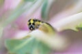 Macro detail of larva of Cabbage White butterfly Pieris rapae in nature with blurred background.