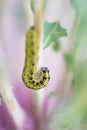 Macro detail of larva of Cabbage White butterfly Pieris rapae in nature with blurred background.