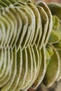 Macro detail of the leaves of succulent Crassula Budhas Temple