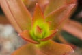 Macro detail of the leaves of succulent Crassula capitella campfire