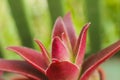 Macro detail of the leaves of succulent Crassula capitella campfire