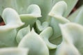 Macro detail of the leaves of succulent Echeveria runyonii Topsy Turvy Royalty Free Stock Photo