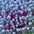 Macro Detail of Leek Flower Seed Pods