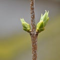 Lilac buds