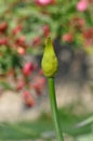 Lily of the Nile flower bud Royalty Free Stock Photo