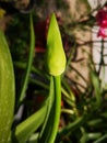 Lily of the Nile flower bud Royalty Free Stock Photo